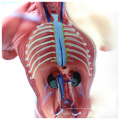 Plástico da ANATOMIA 12022 do TUNK parte, modelos médicos da anatomia do torso do corpo humano de 26cm mini